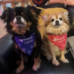Dog Bandana